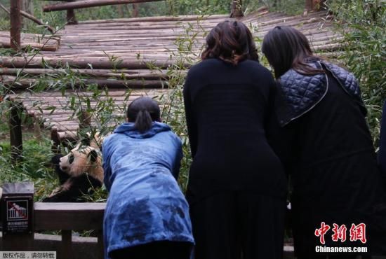 　　2014年3月26日，成都，正在对中国进行访问的美国总统夫人米歇尔一行参观成都大熊猫基地，与“国宝”进行亲密互动。