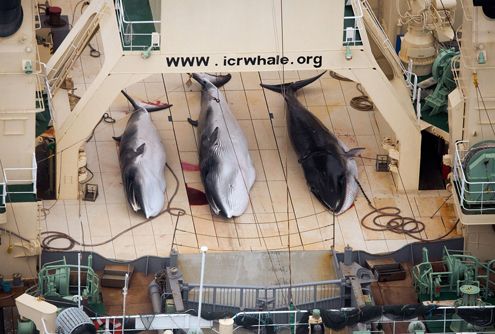 传统文化,捕鲸,日本败诉