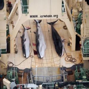 澳大利亚日本捕鲸败诉浅谈日本捕鲸：传统？科学图片　　日本捕鲸活动是日本渔民在日本政府的鼓励下以科学考察为借口进行的捕鲸活动，是世界各国少见的大规模捕鲸活动（1986年起世界绝大多数国家都禁止商业捕鲸），甚至商业捕杀一些稀有鲸种，受到一些国家和绿色和平组织的广泛抗
